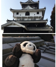 パンダの指人形の画像