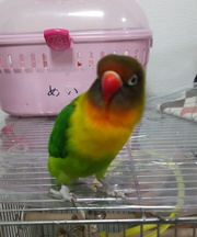 ボタンインコ (ルリコシ)の画像