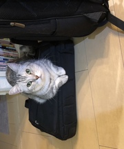 黒いビジネスバッグ、パソコン、デジカメの画像