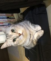 黒いビジネスバッグ、ノートパソコン、デジカメの画像