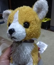 犬のぬいぐるみ拾いました。の画像