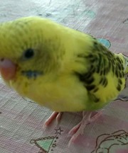 黄色のセキセイインコを落としたの画像