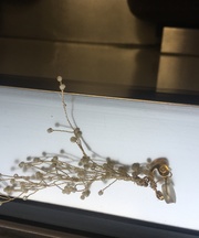 イヤリング の画像