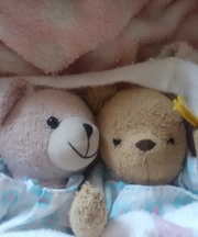 くまのぬいぐるみの画像